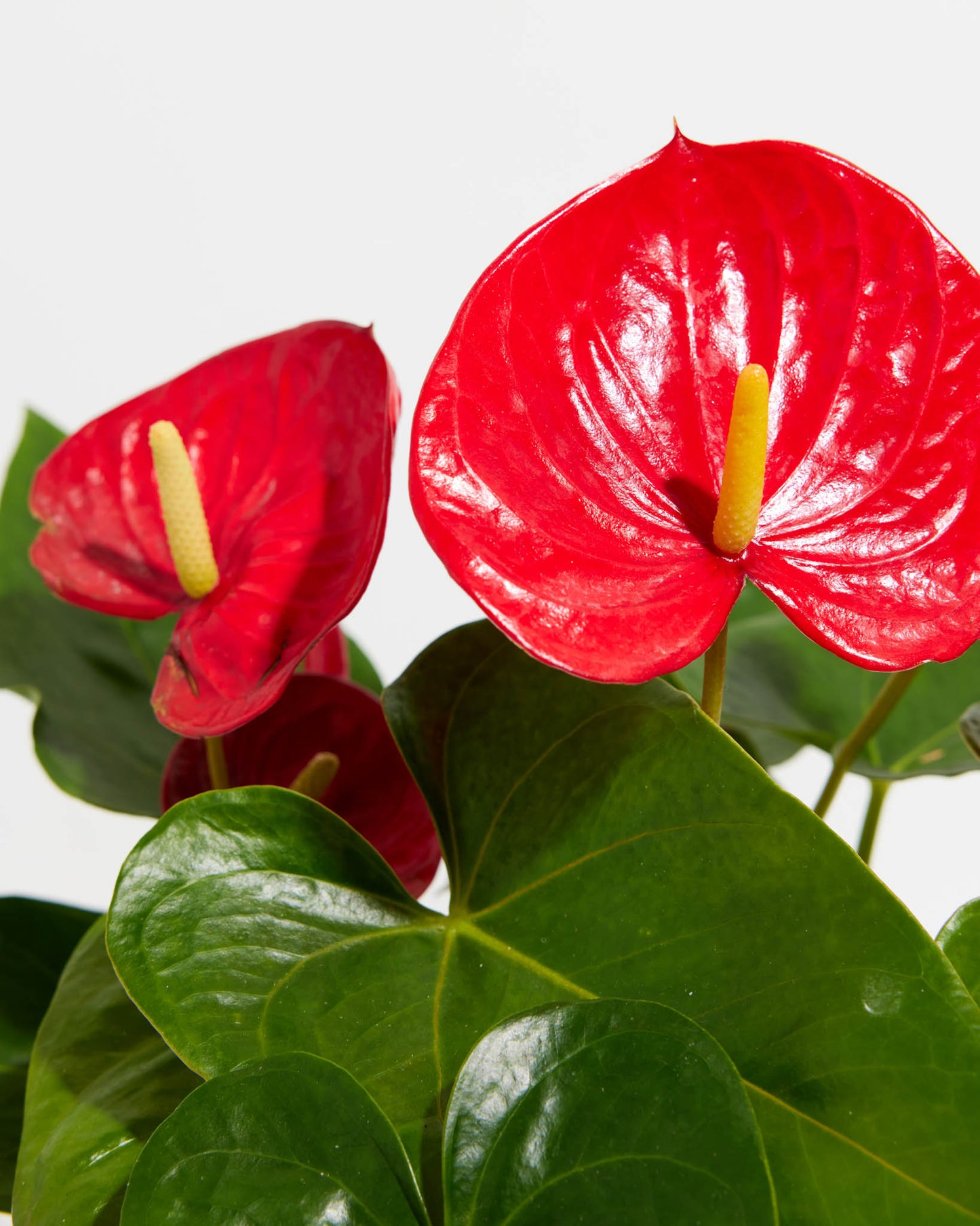 Flamingo Flower, Lively Root, Plant,Detail, , ,