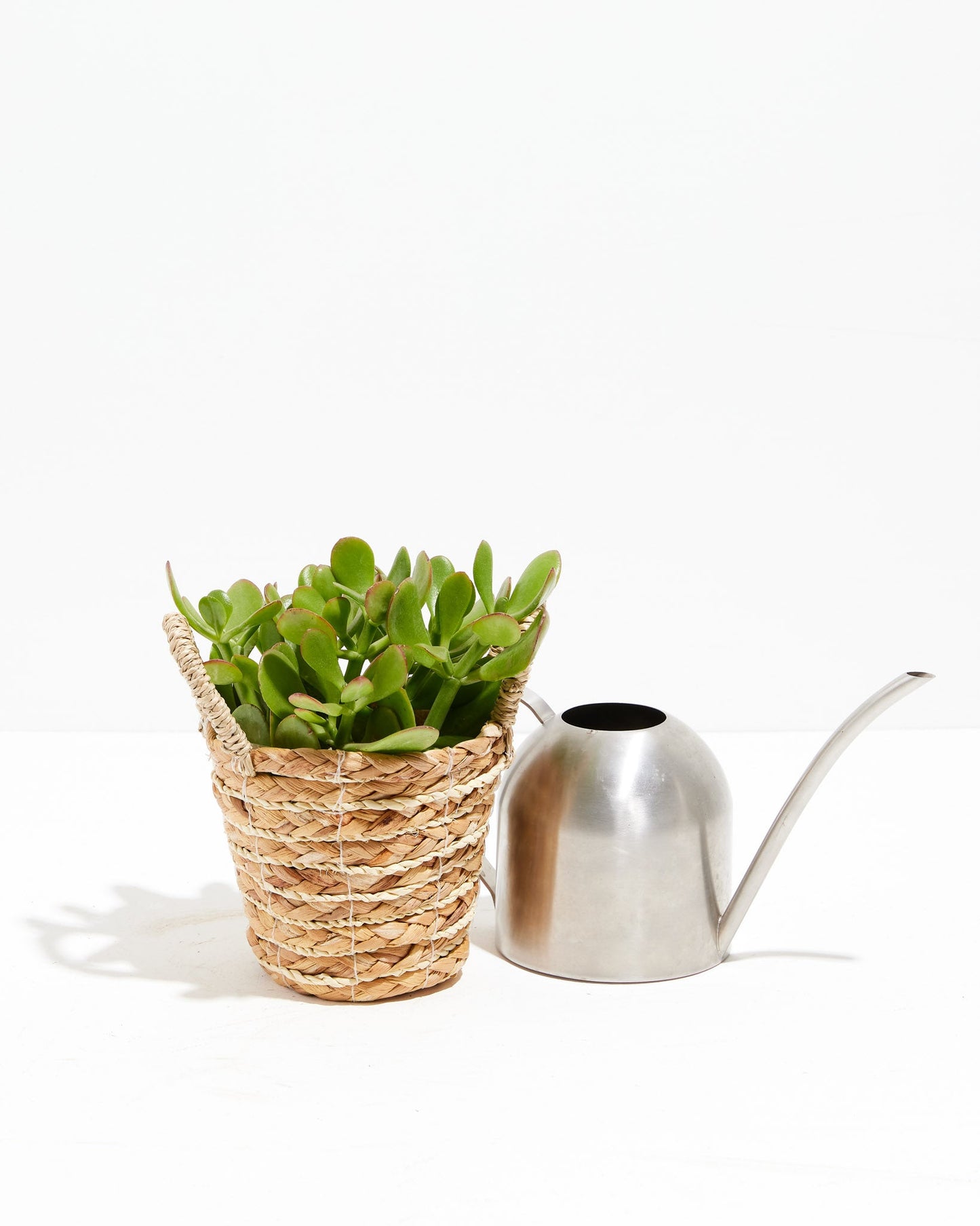 Jade, Lively Root, Plant, , , ,