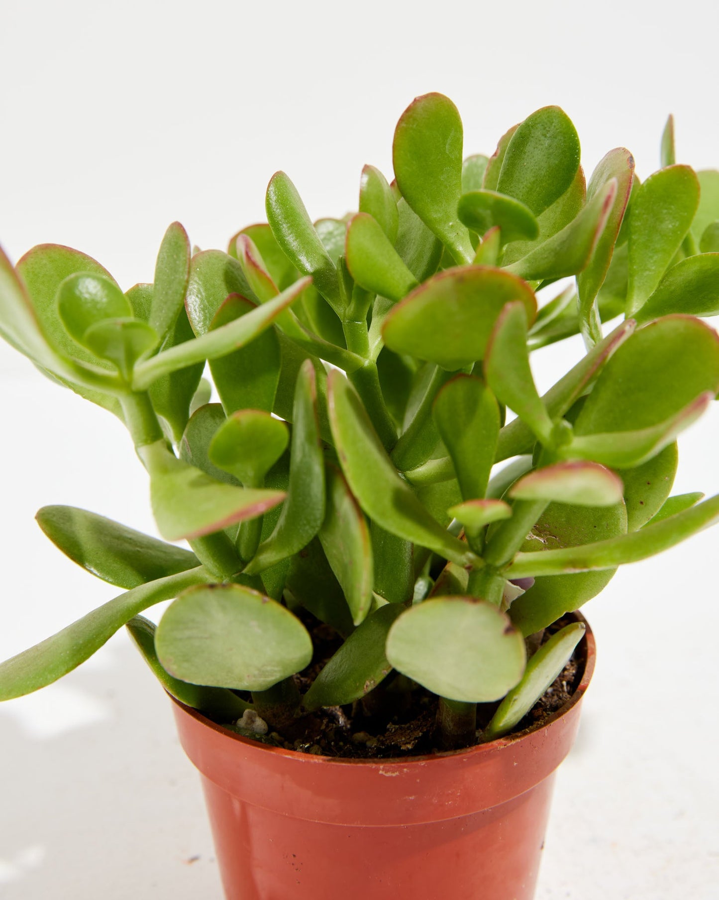 Jade, Lively Root, Plant, , , ,