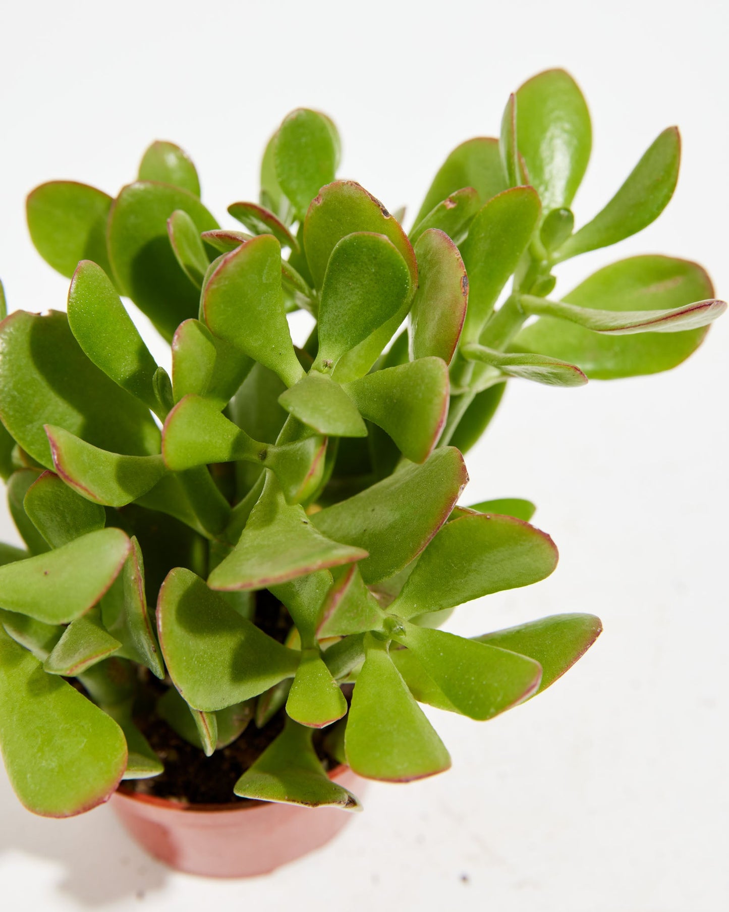 Jade, Lively Root, Plant, , , ,