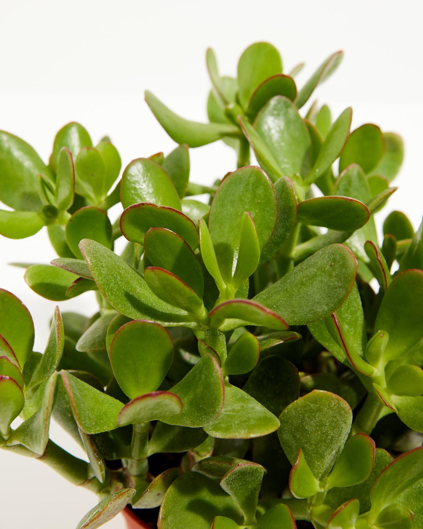Jade, Lively Root, Plant, , , ,