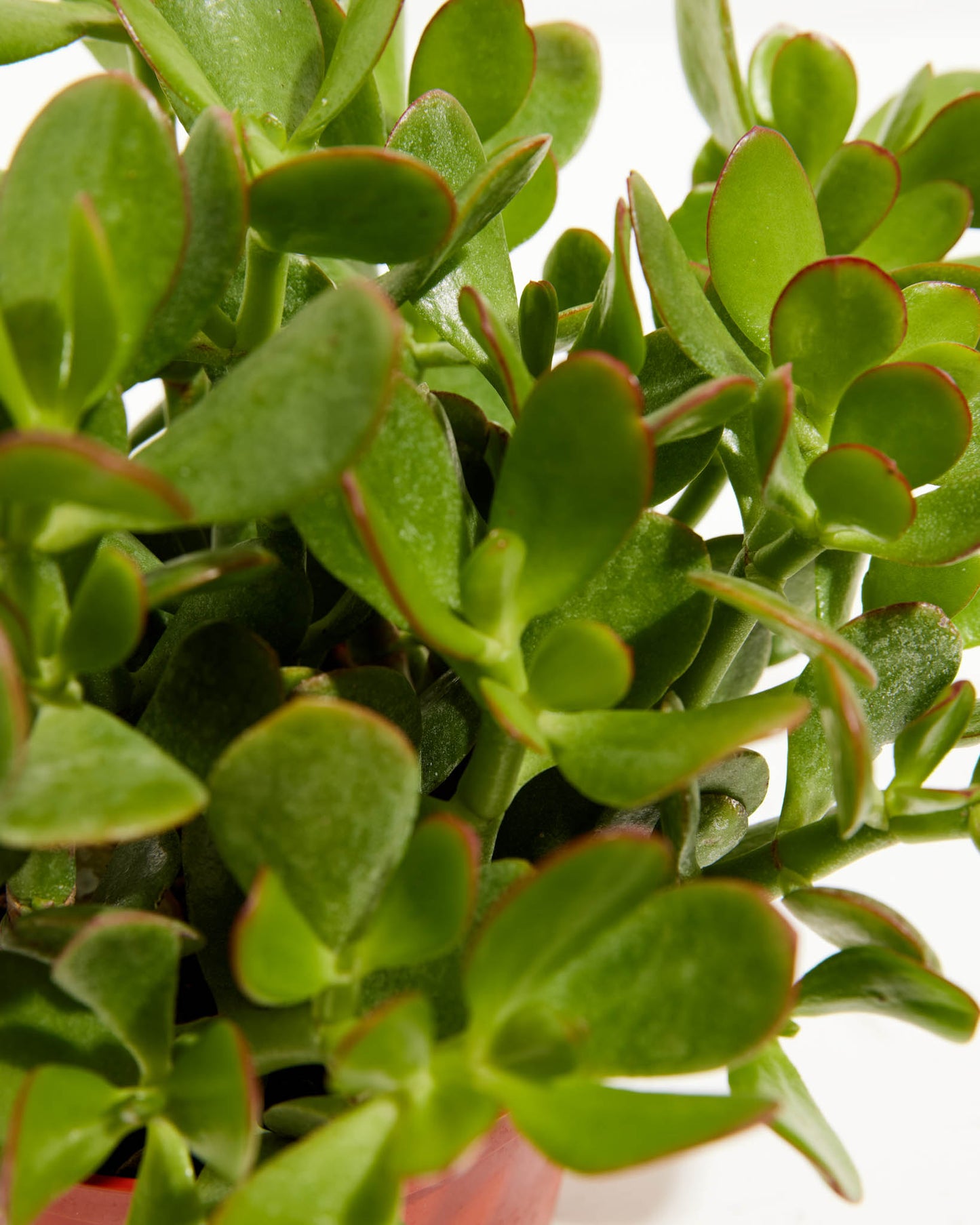 Jade, Lively Root, Plant, , , ,
