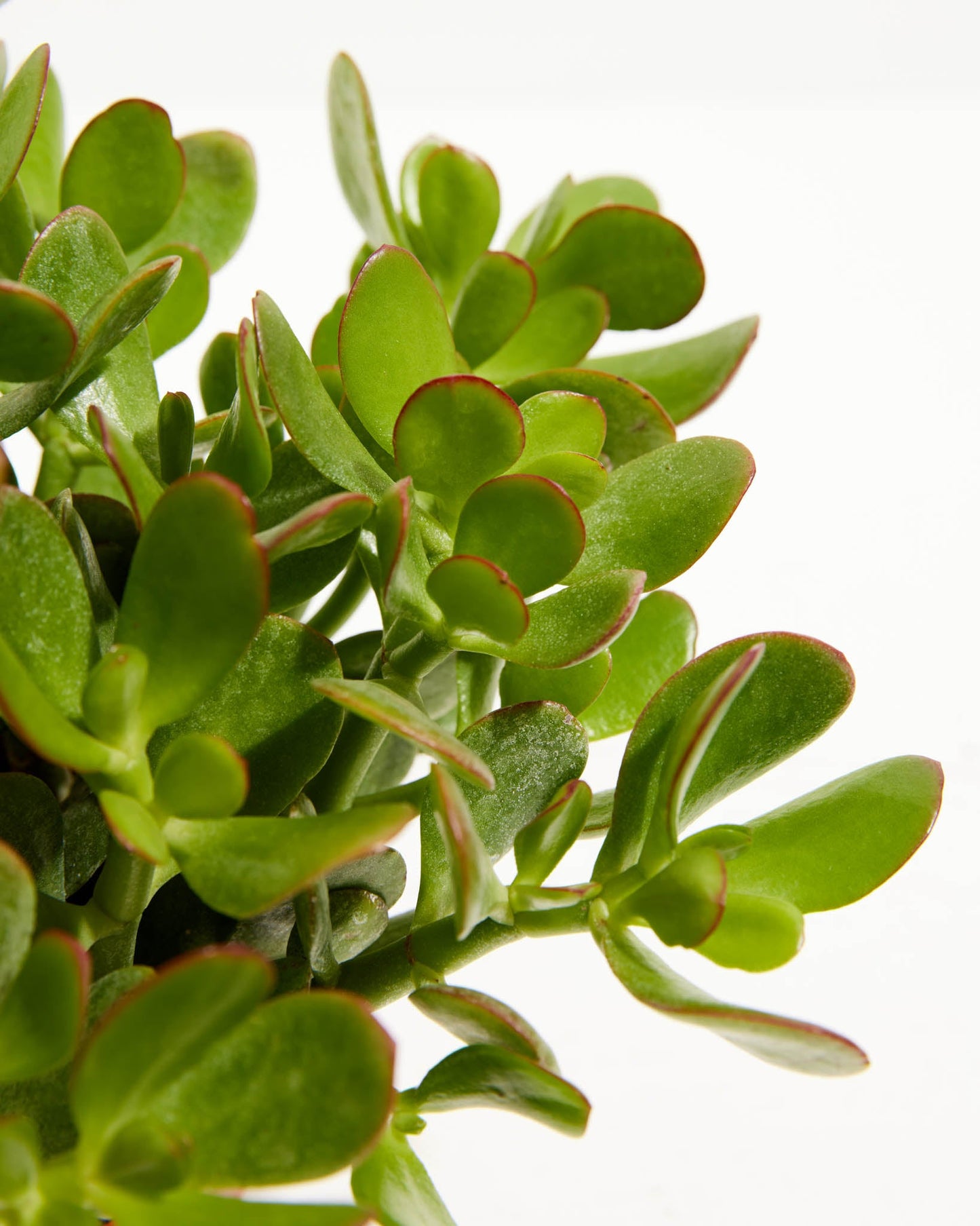 Jade, Lively Root, Plant, , , ,
