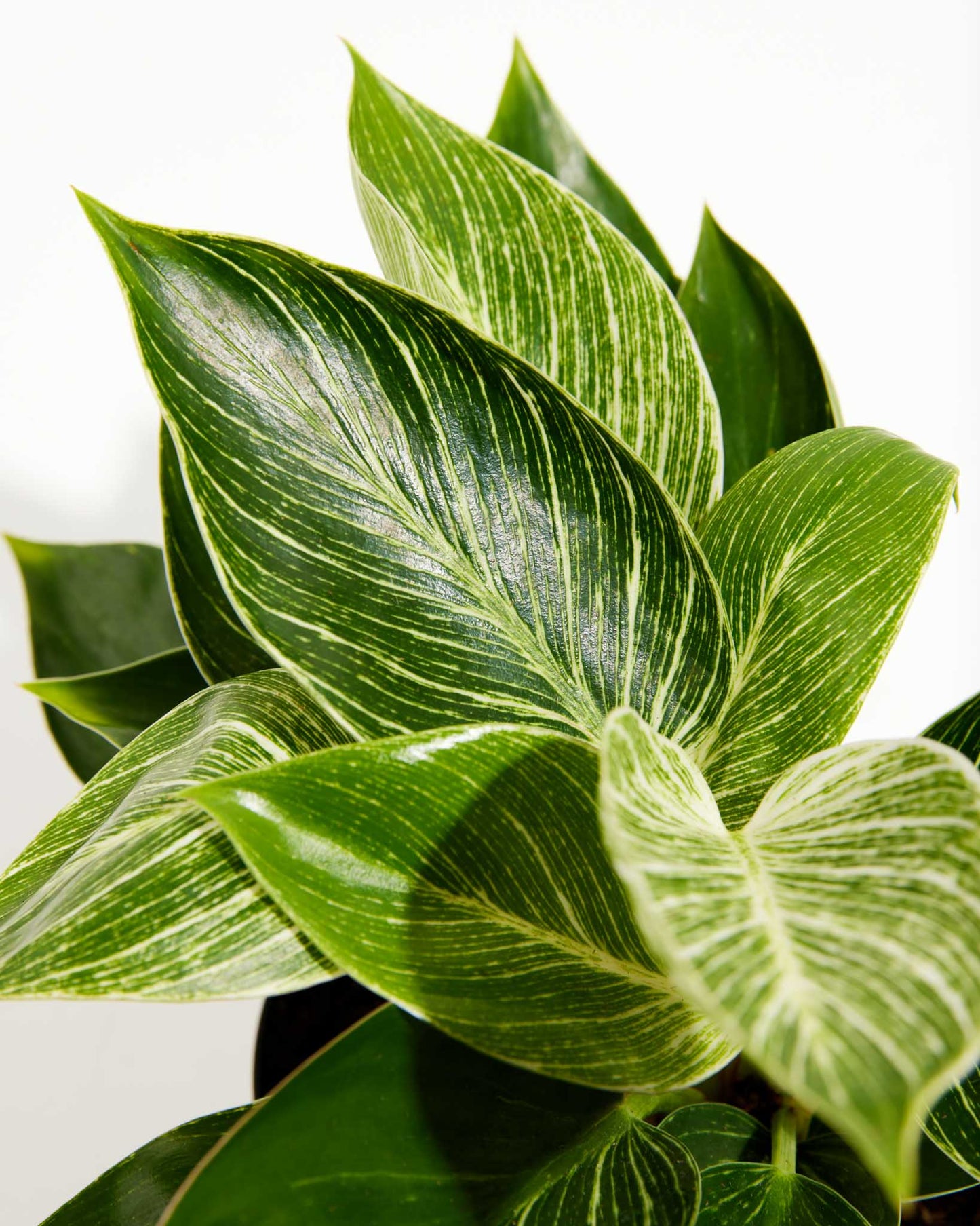 Philodendron Birkin, Lively Root, Plant, , , ,