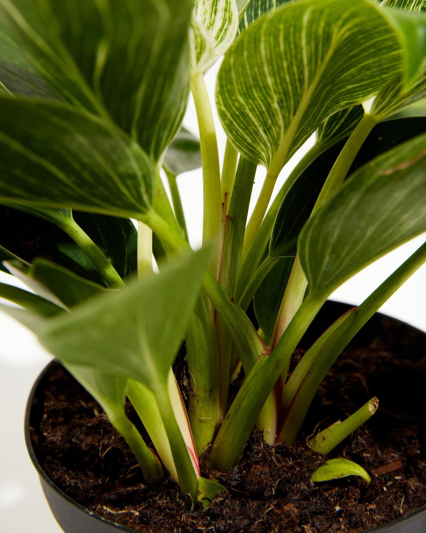 Philodendron Birkin, Lively Root, Plant, , , ,