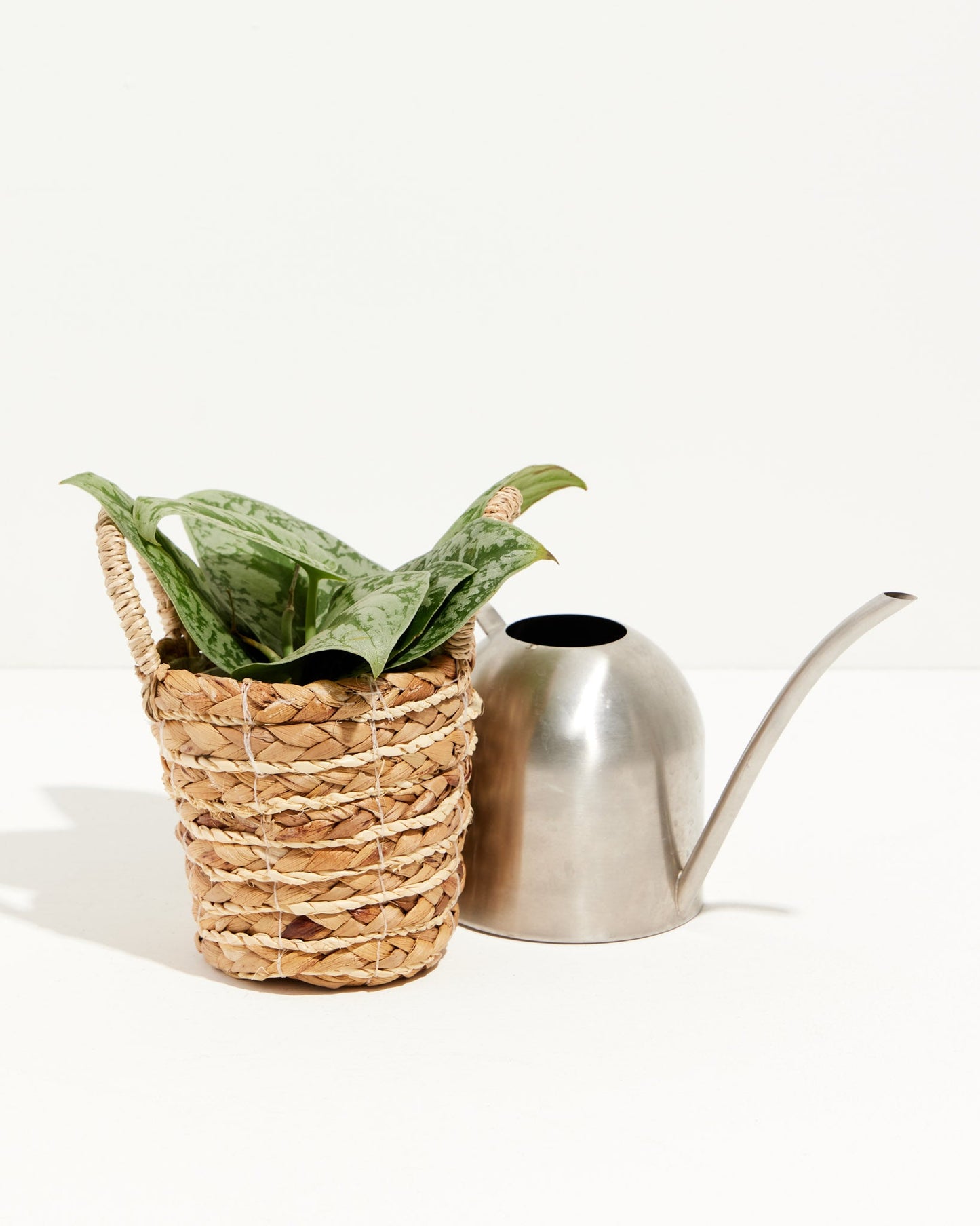 Silver Satin Pothos