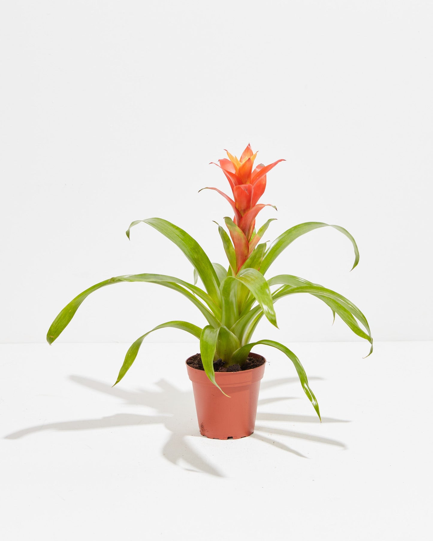 Tropical Delight Guzmania Bromeliad, Lively Root, Plant, Size, Small, ,