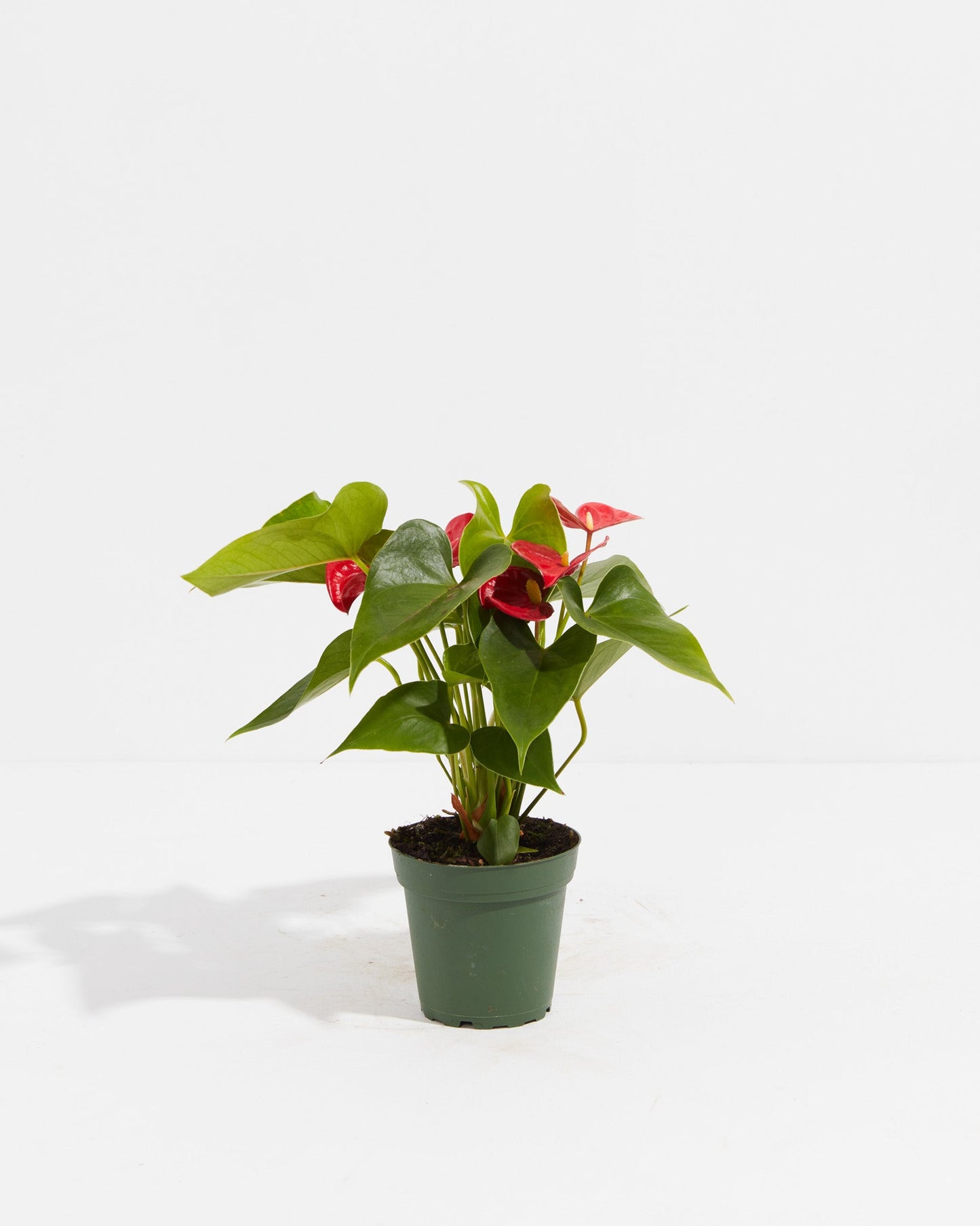 Flamingo Flower, Lively Root, Plant, Size, Small, ,