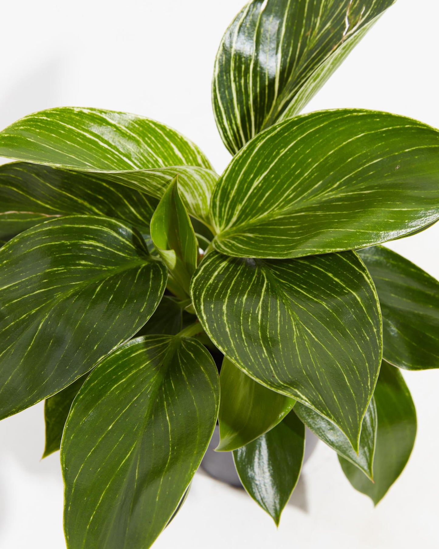 Philodendron Birkin, Lively Root, Plant, , , ,