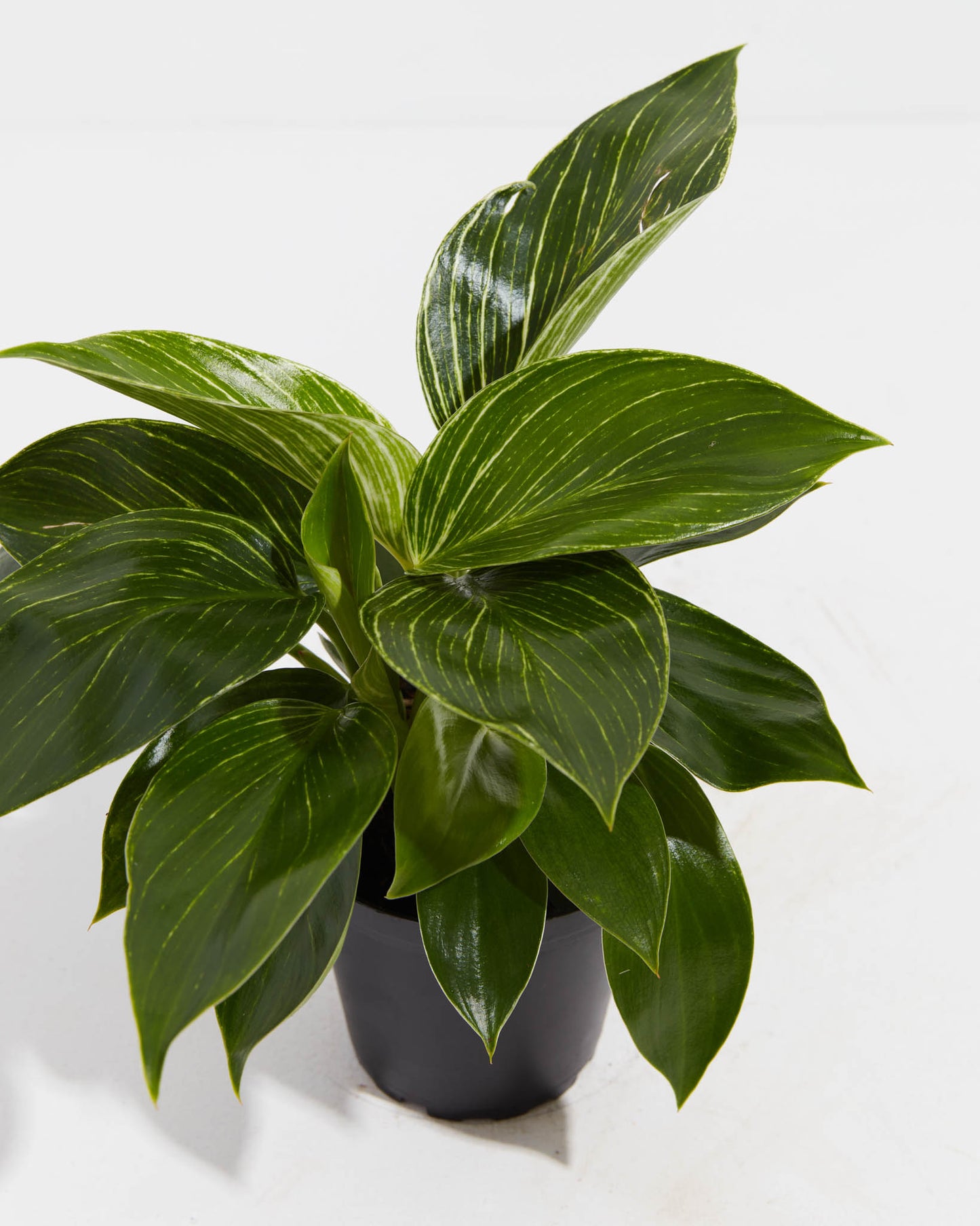 Philodendron Birkin, Lively Root, Plant, , , ,