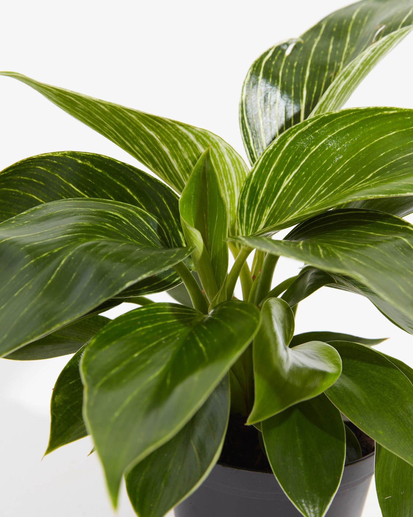 Philodendron Birkin, Lively Root, Plant, , , ,