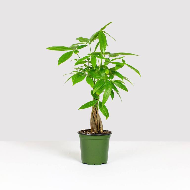 Money Tree, Lively Root, Plant, Size, Small, ,