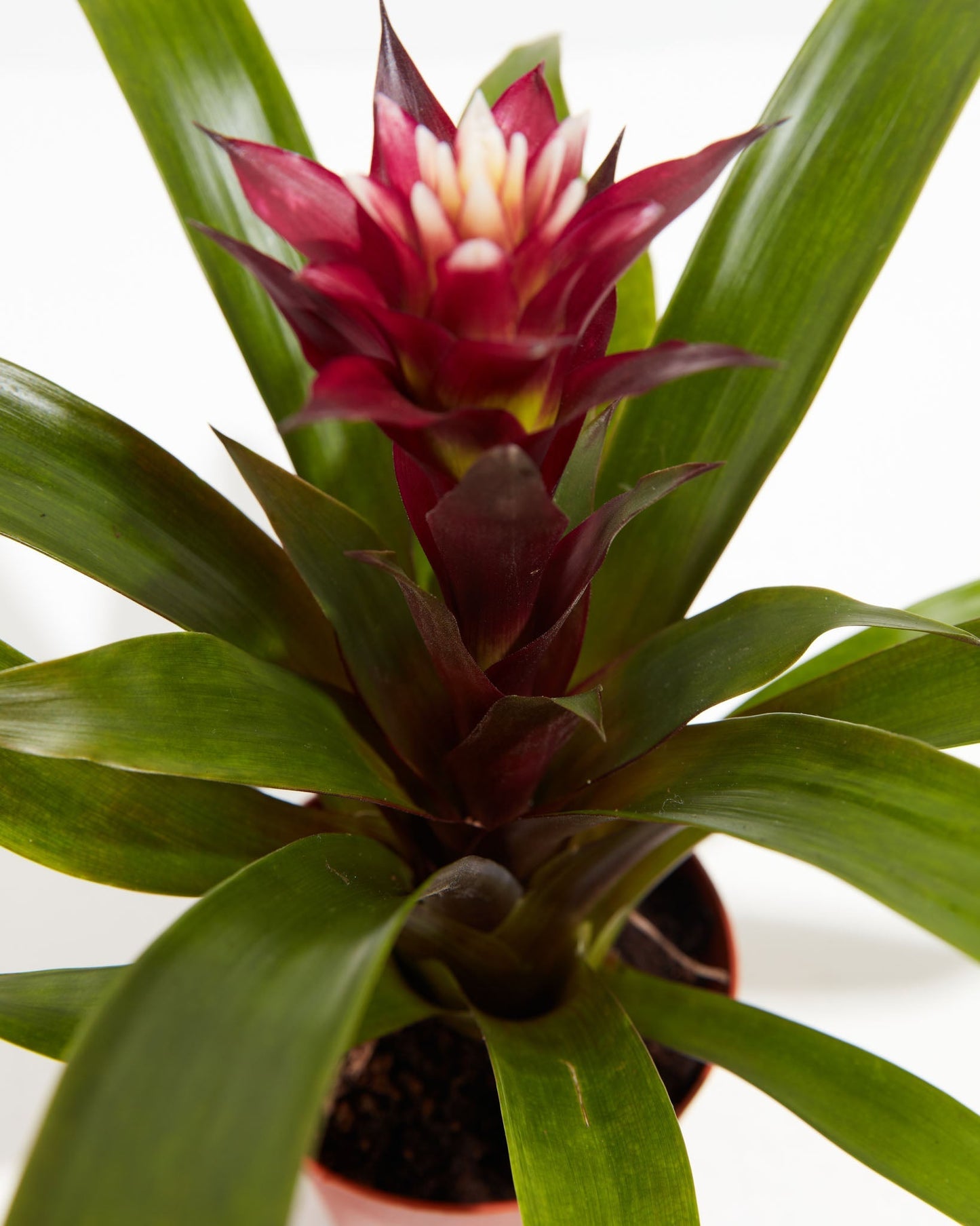 Tropical Delight Guzmania Bromeliad, Lively Root, Plant, , , ,