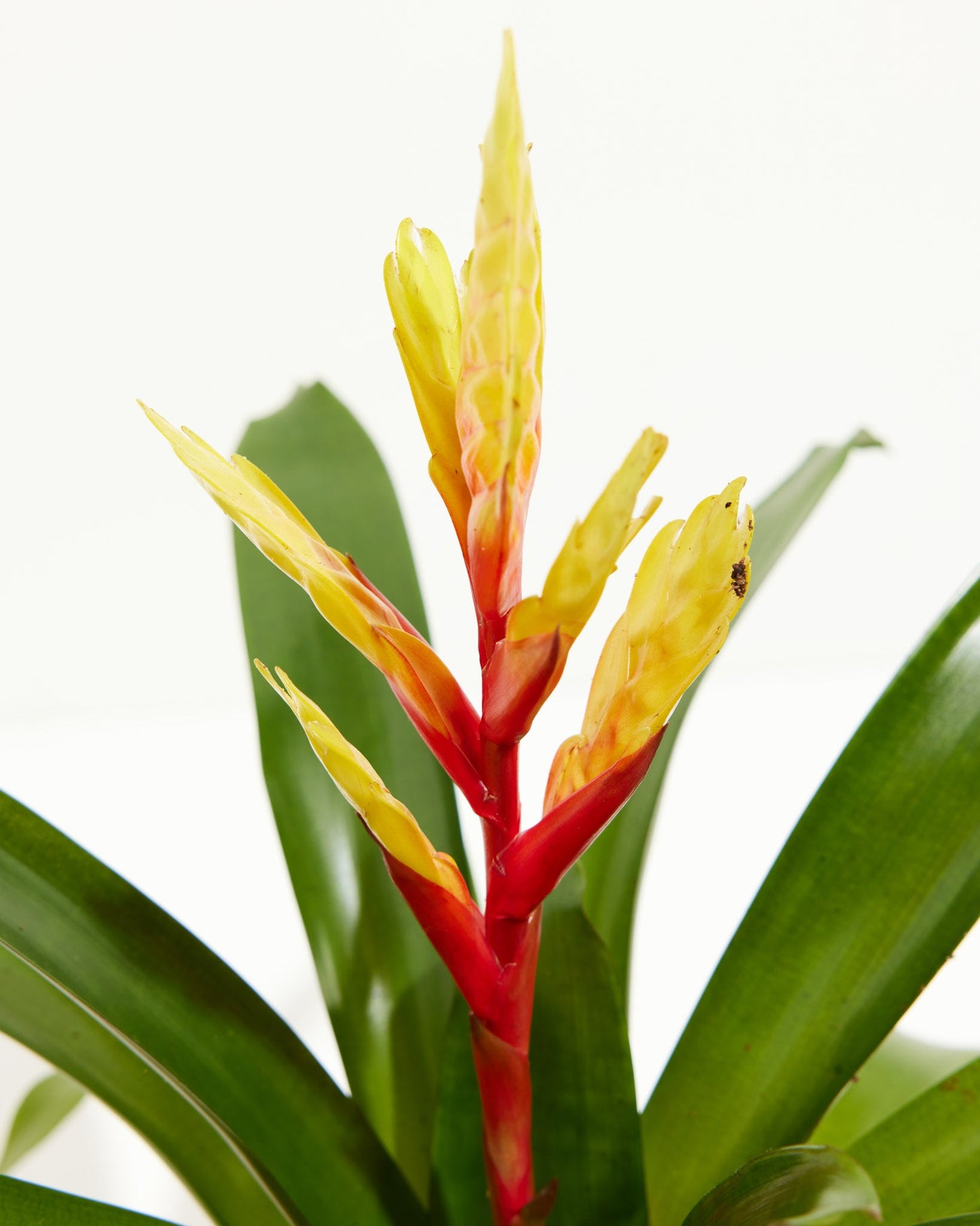 Small Evita Vriesea Bromeliad in Coconut Eco Pot