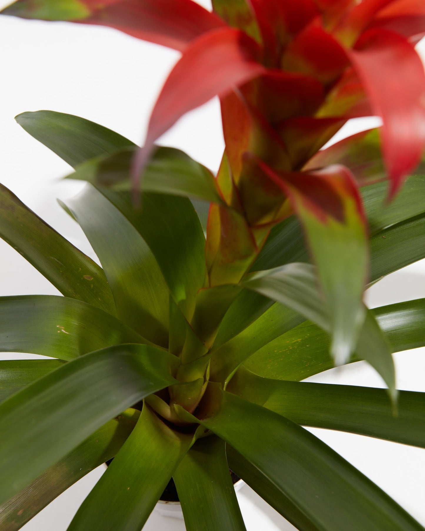 Tropical Delight Guzmania Bromeliad, Lively Root, Plant, , , ,