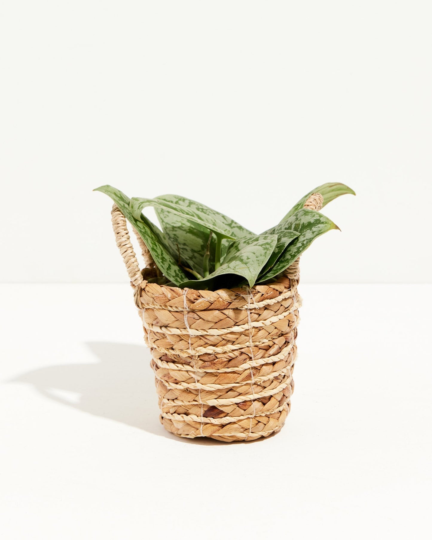 Silver Satin Pothos