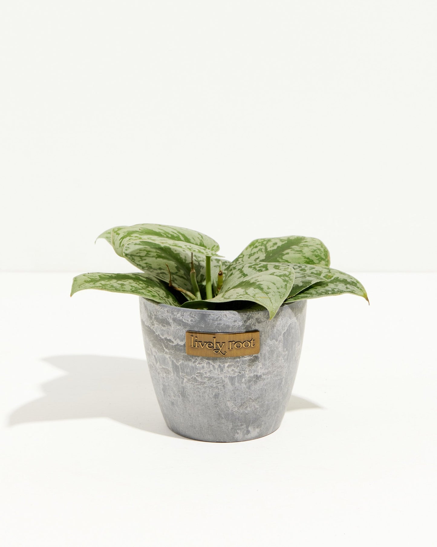 Silver Satin Pothos
