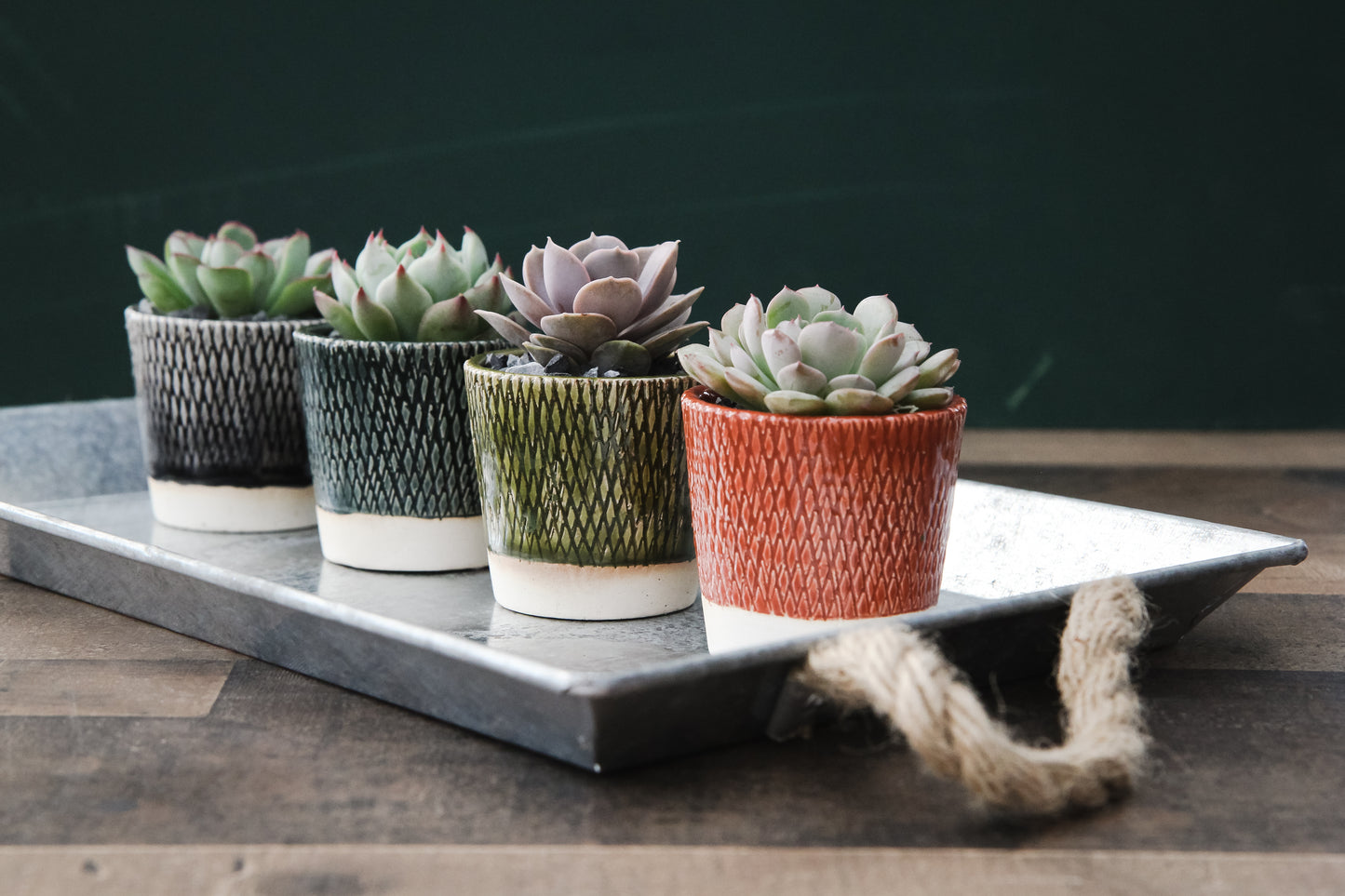 Etched Succulent Planter