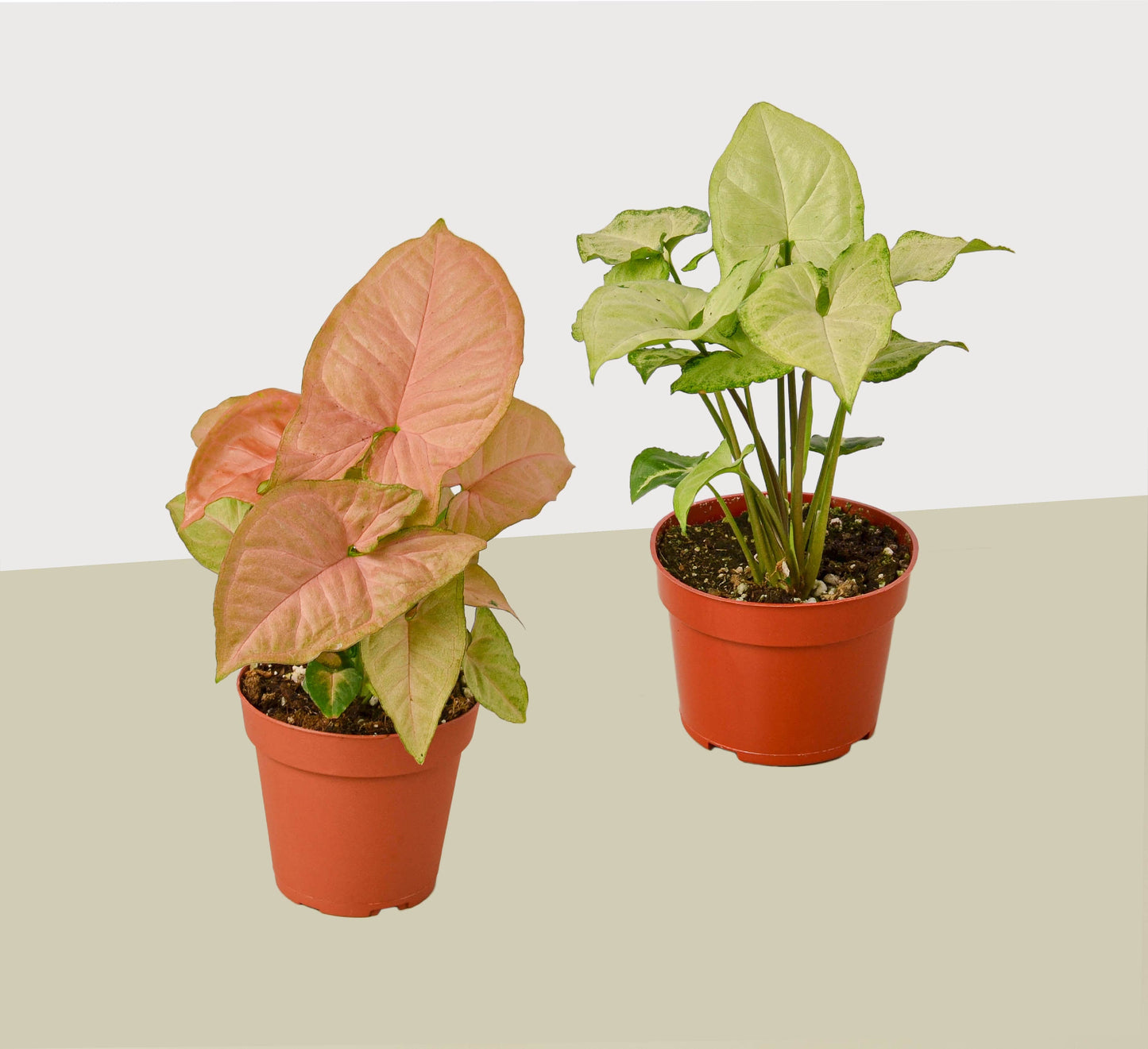 2 Syngonium Variety (Arrowhead Plant) / 4" Pot / Live Plant