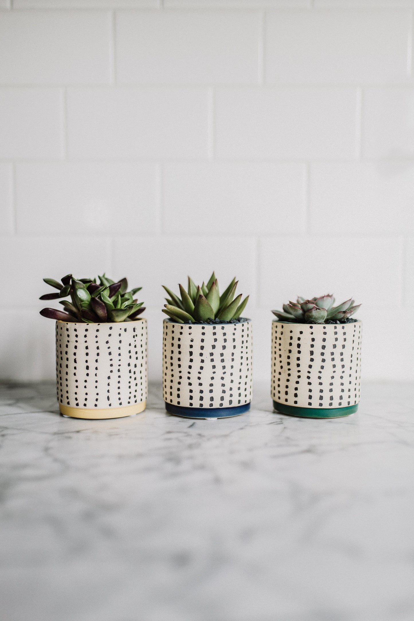 Dotted Succulent Planter