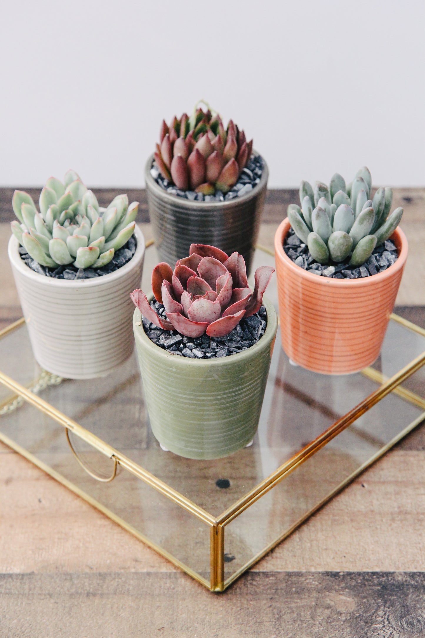 Feather Striped Succulent Planter