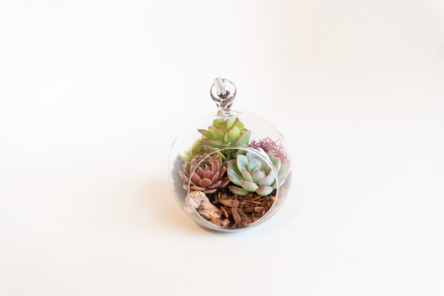 Hanging Succulent Terrarium