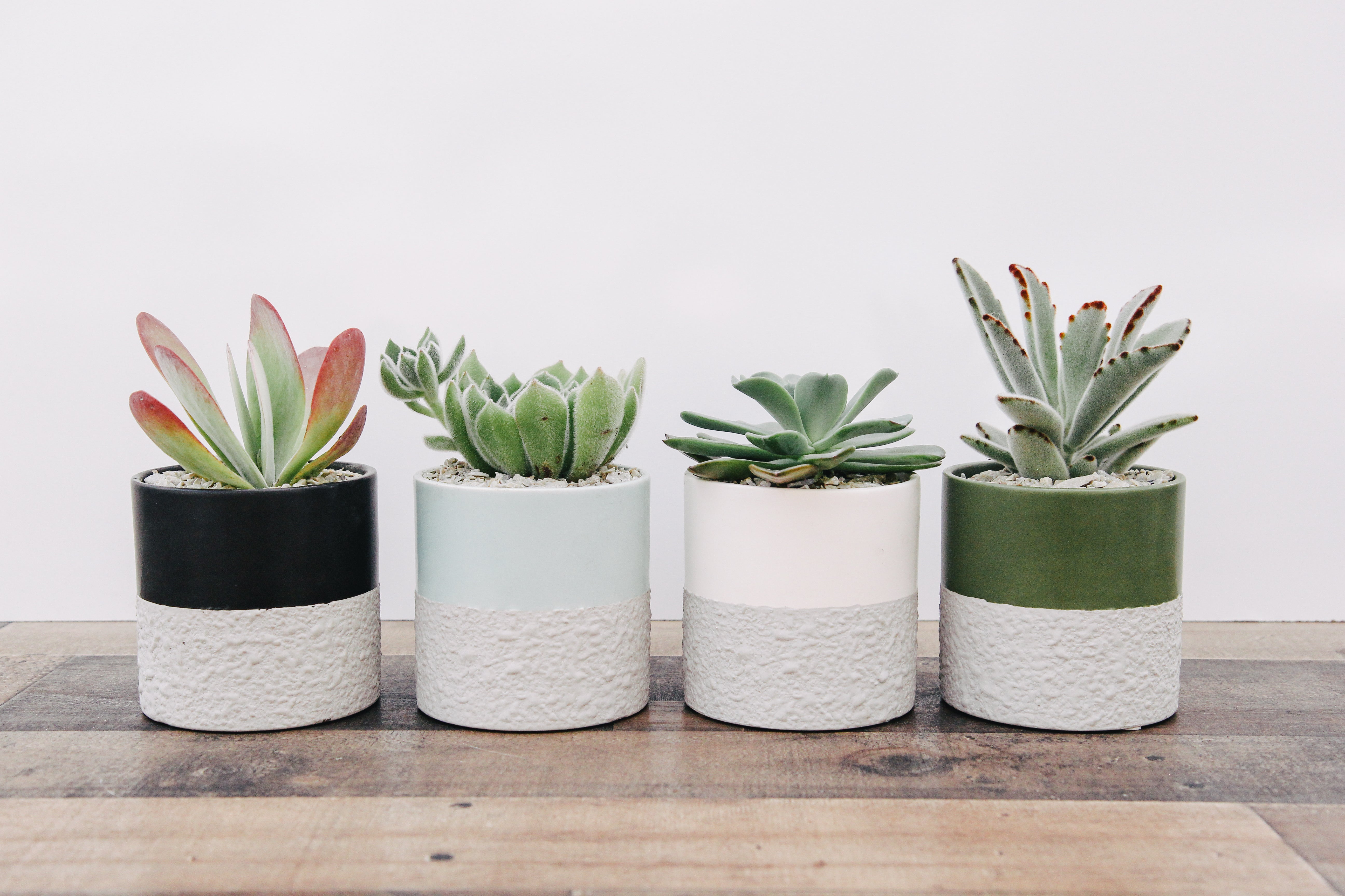 Textured Concrete Succulent Planter – Treecard Plants