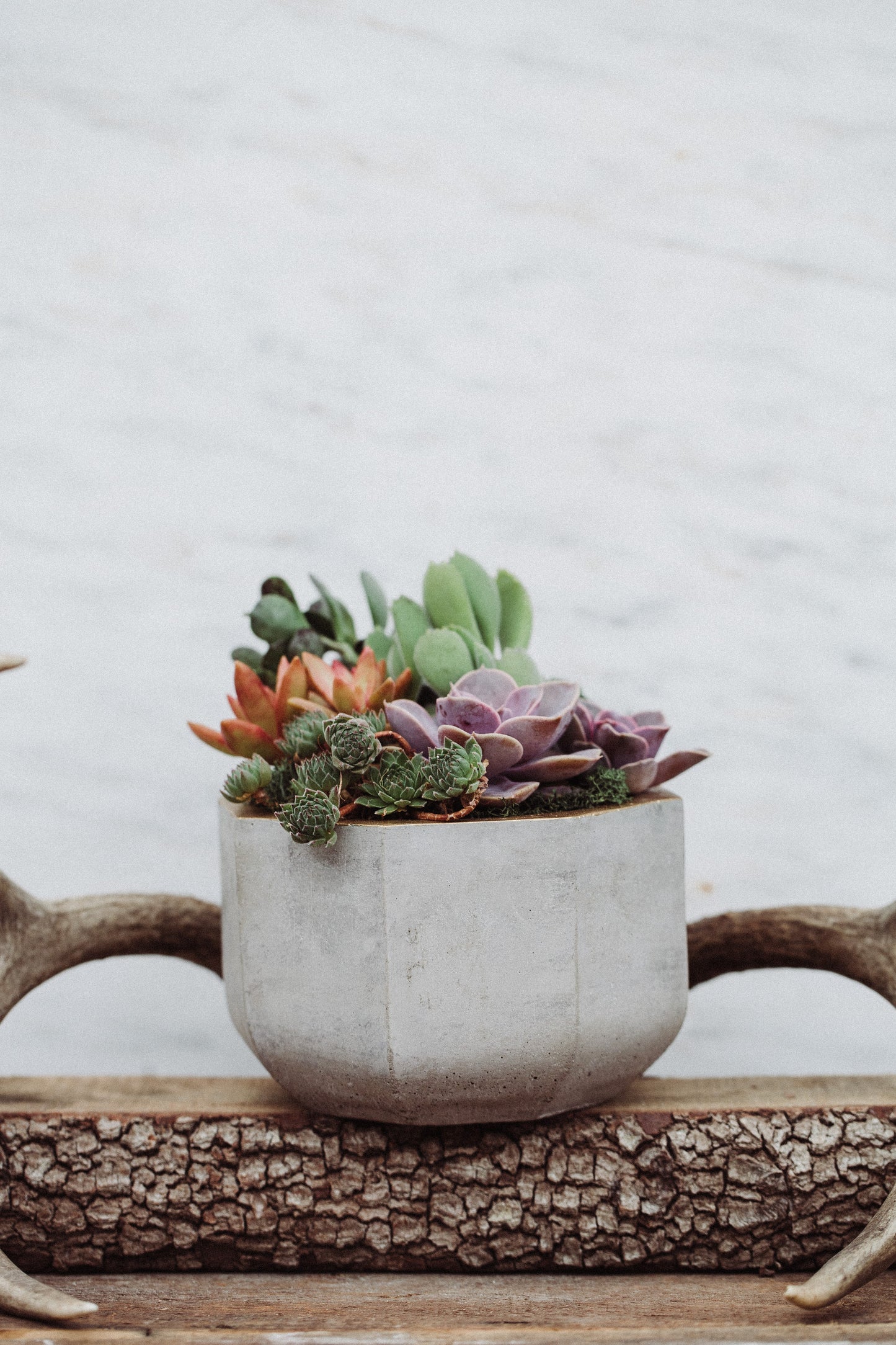 Gold Rim Concrete Succulent Garden