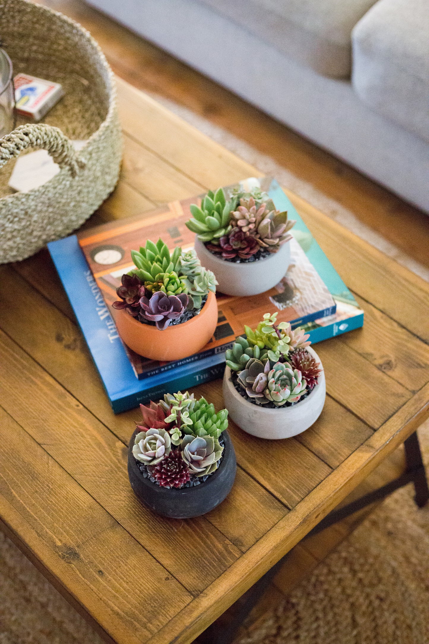 Concrete Dish Succulent Garden