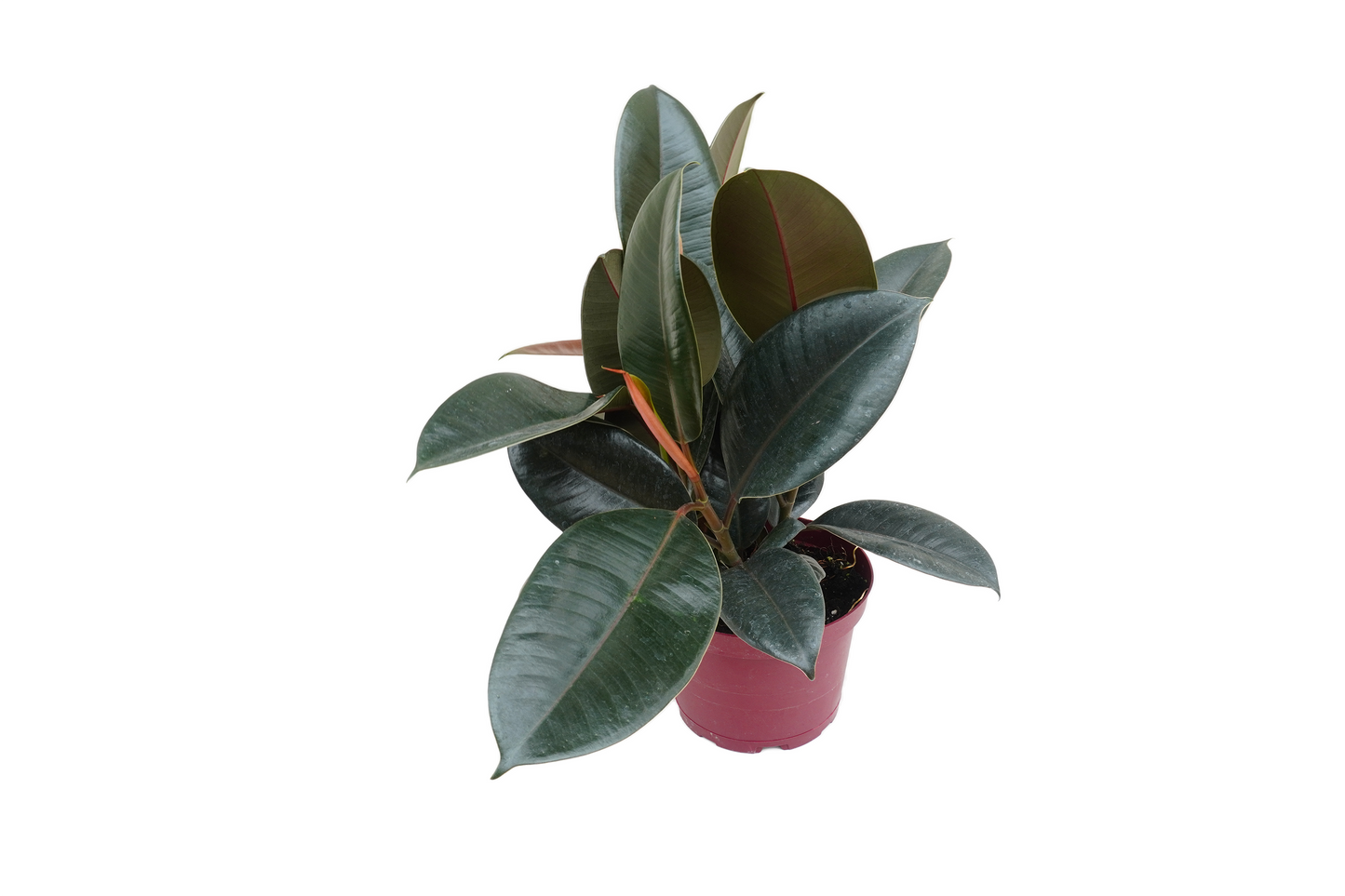 Ficus Burgundy