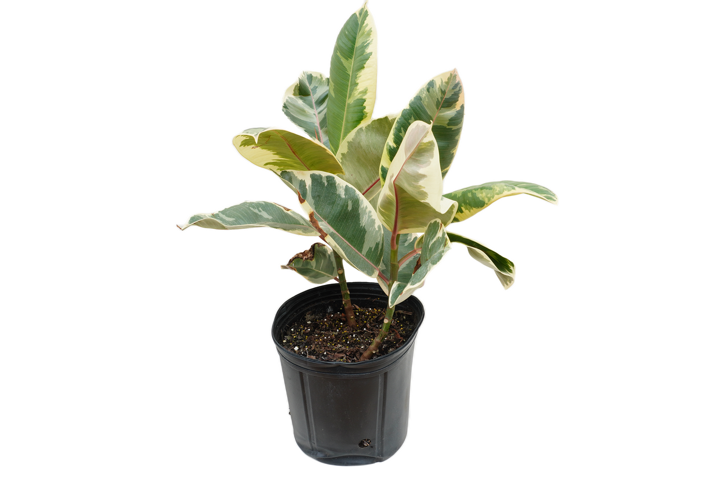 Ficus Tineke