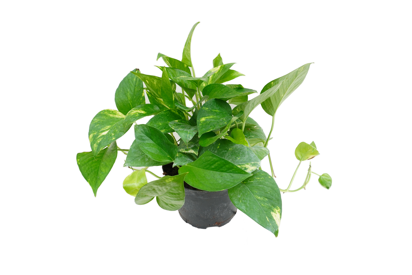 Golden Pothos Plant