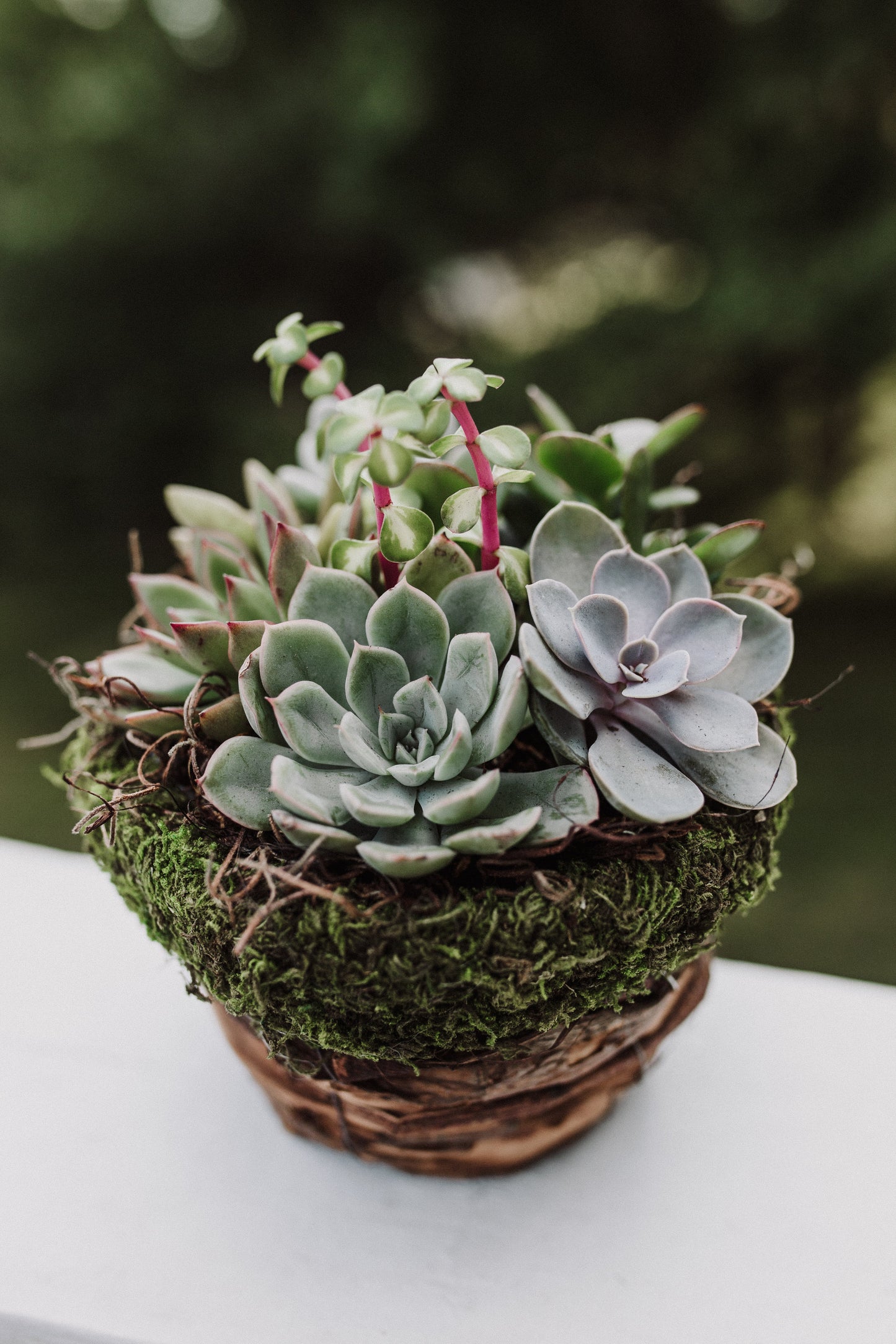 Moss & Twig Succulent Garden