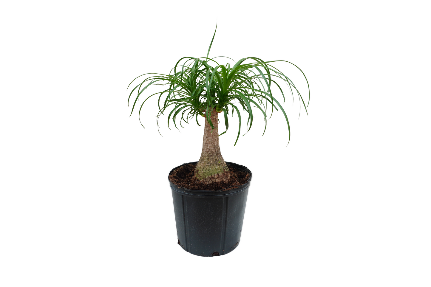 Ponytail Palm