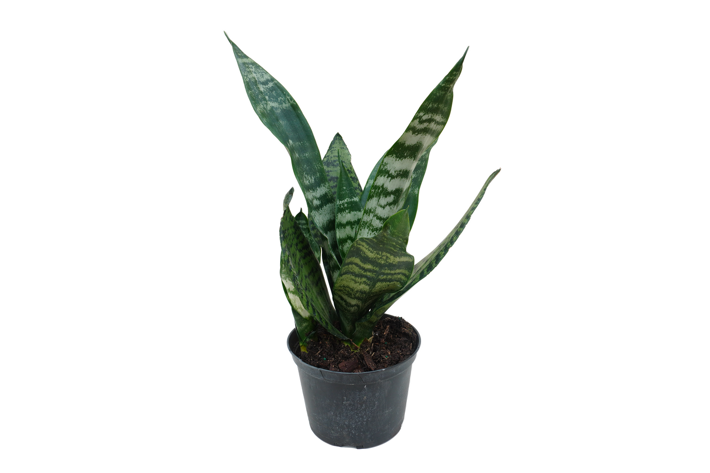 Sanseveria Zeylanica