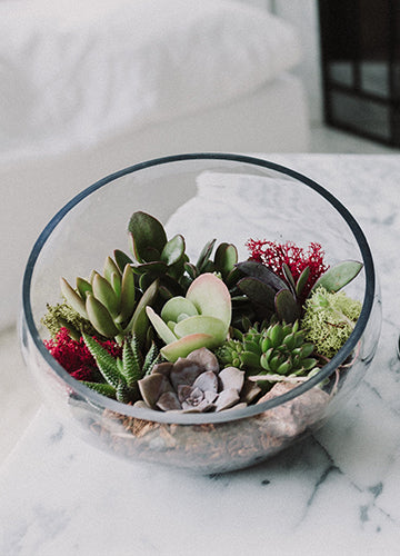 Slanted Cut Succulent Terrarium