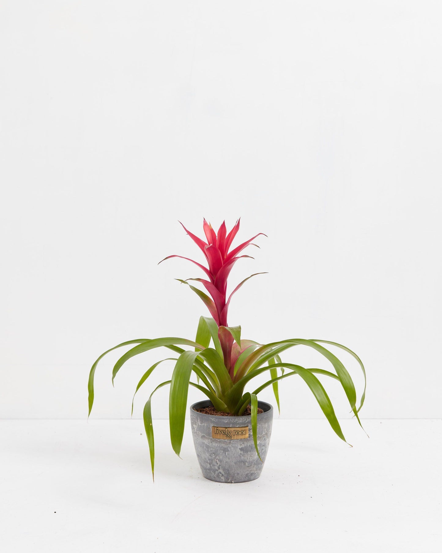 Bromeliad Guzmania