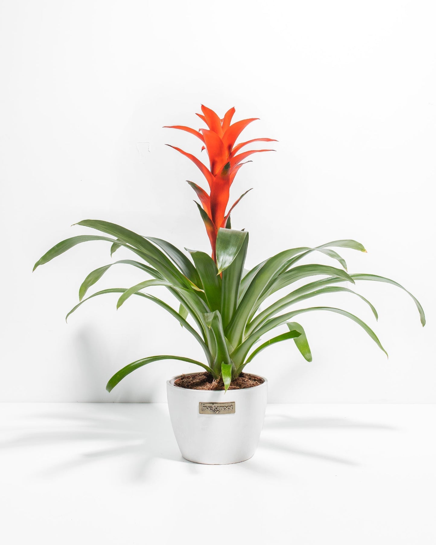 Bromeliad Guzmania