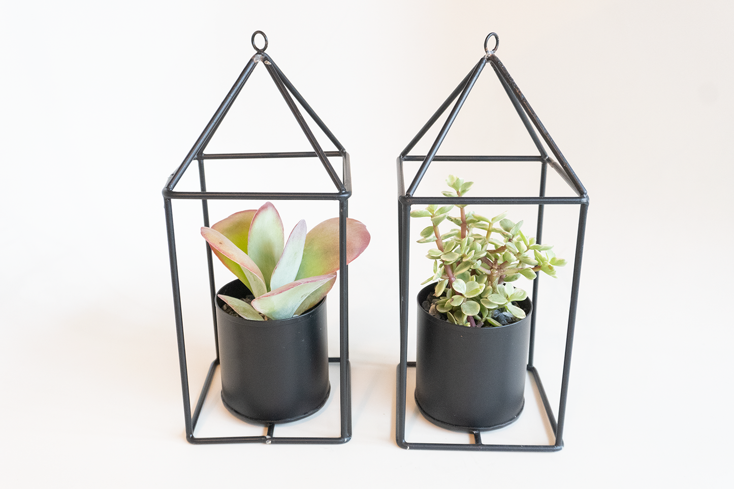 Grow Home Succulent Planter