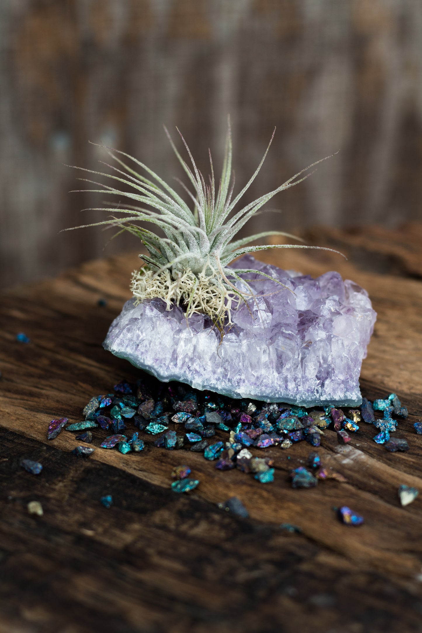 Small Amethyst with Tillandsias