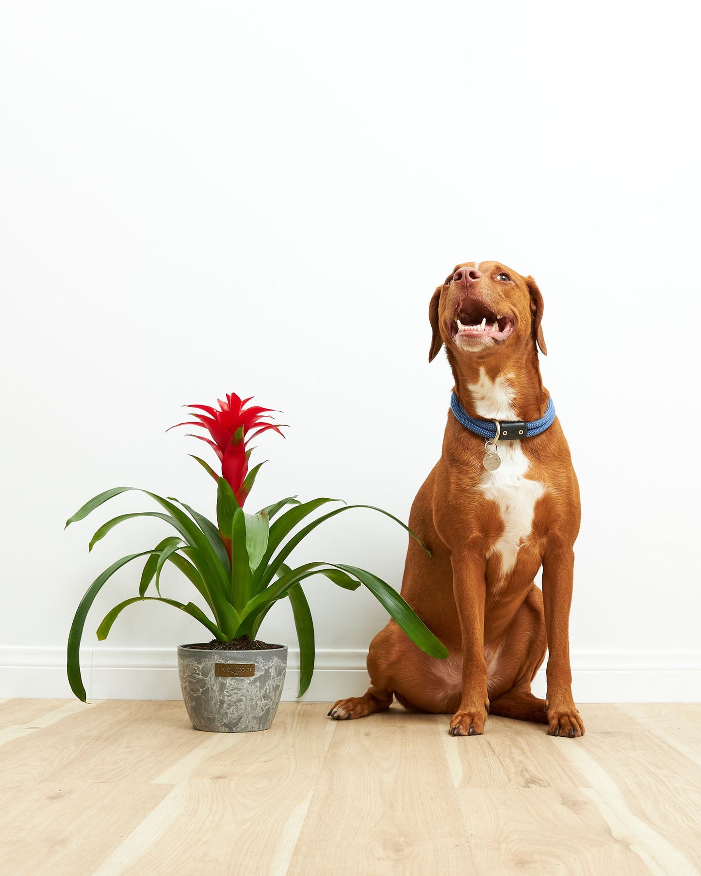 Bromeliad Guzmania