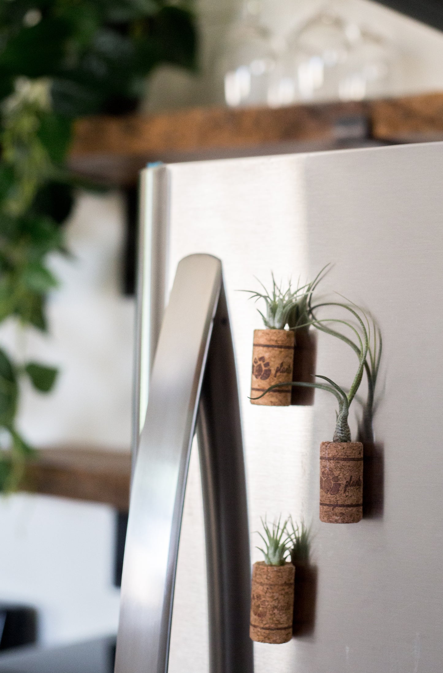 Magnetic Wine Cork Tillandsia Planter