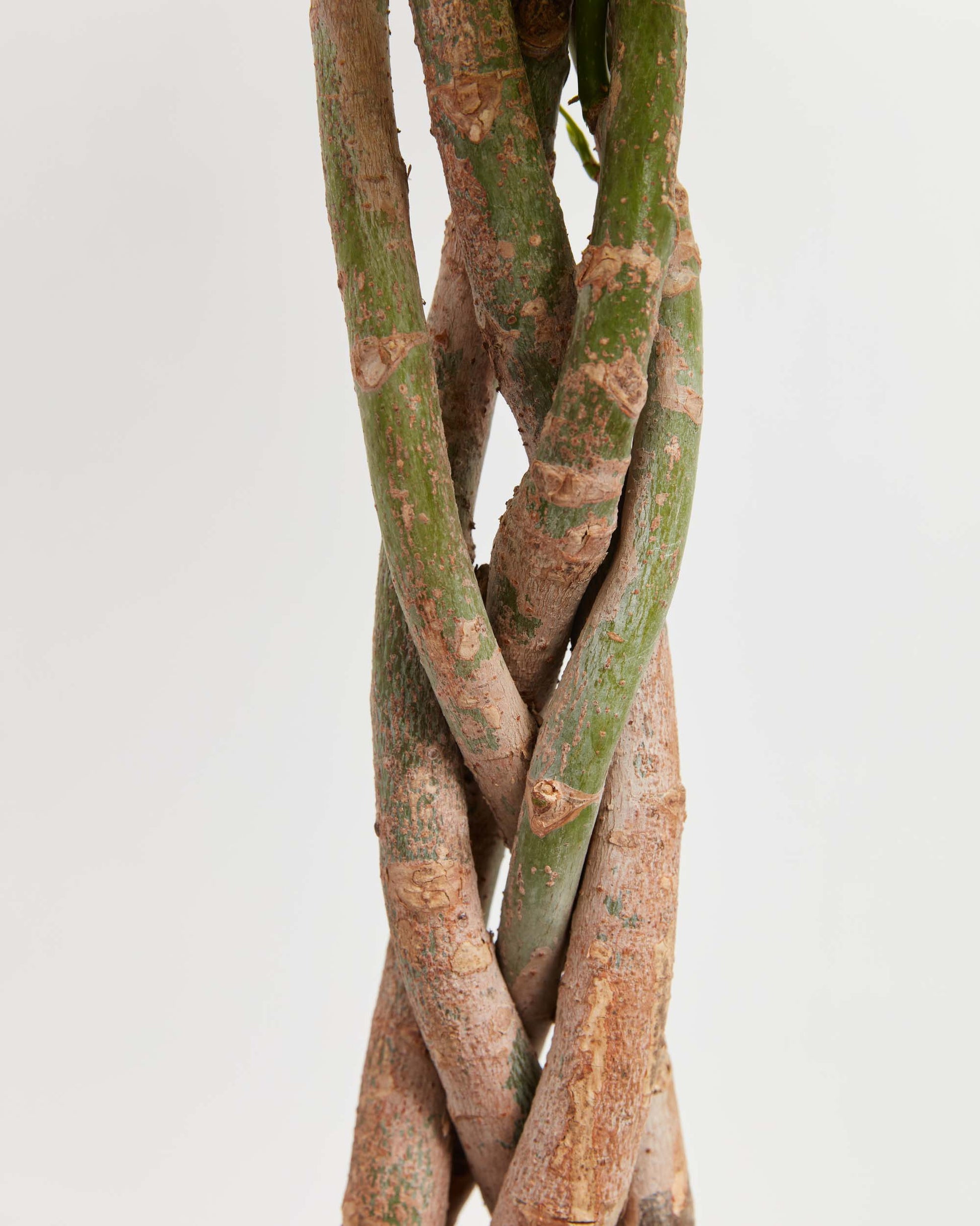 Money Tree, Lively Root, Plant, Detail, , , 