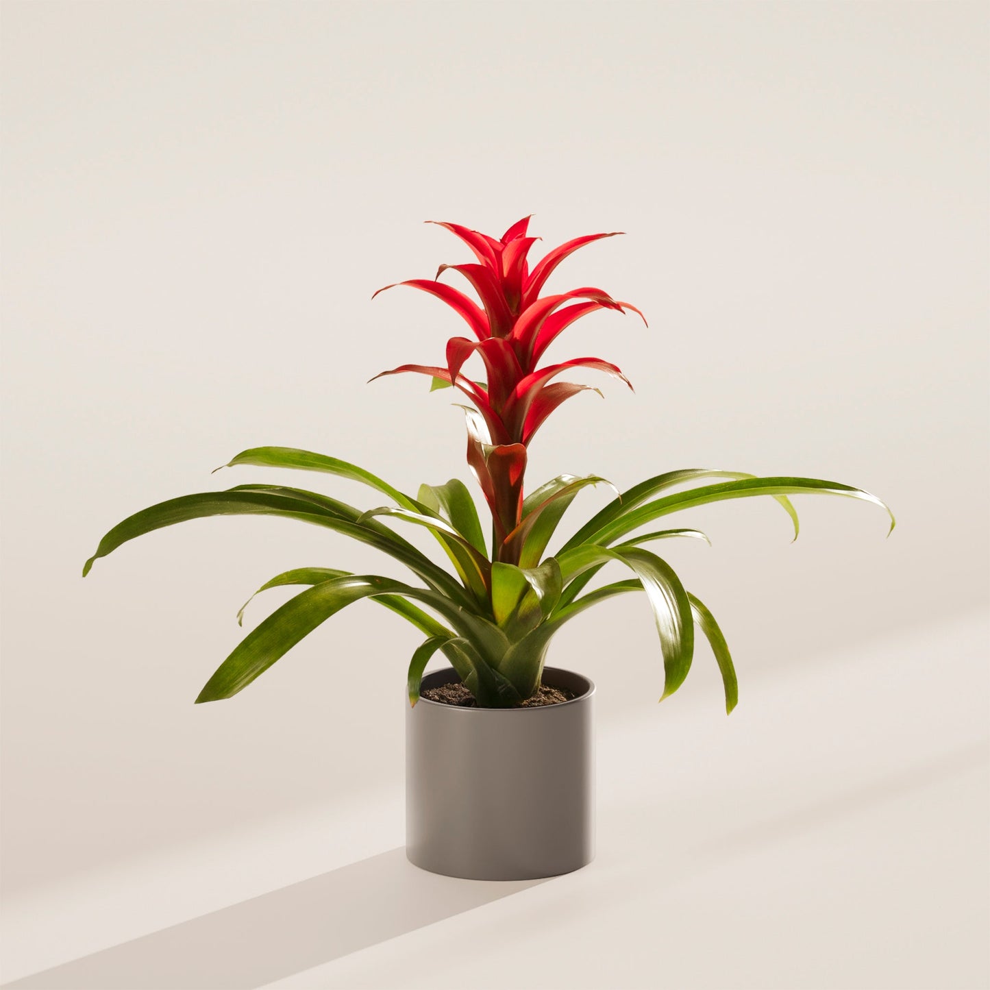 Bromeliad Guzmania