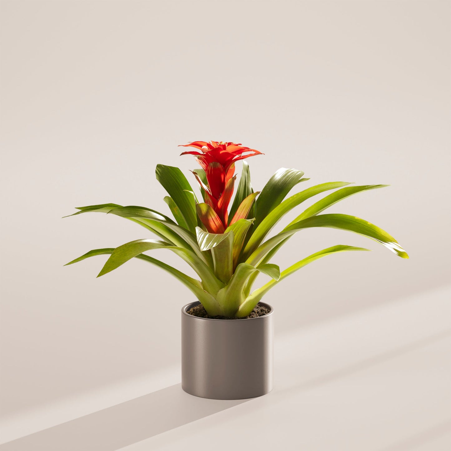 Bromeliad Guzmania