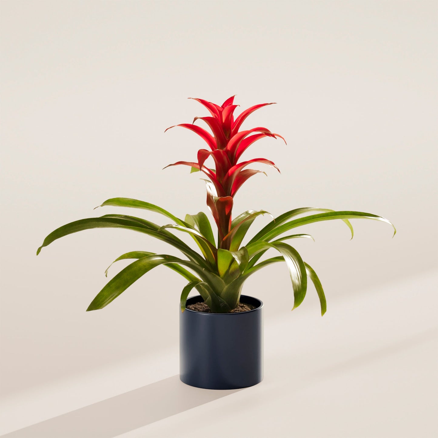 Bromeliad Guzmania