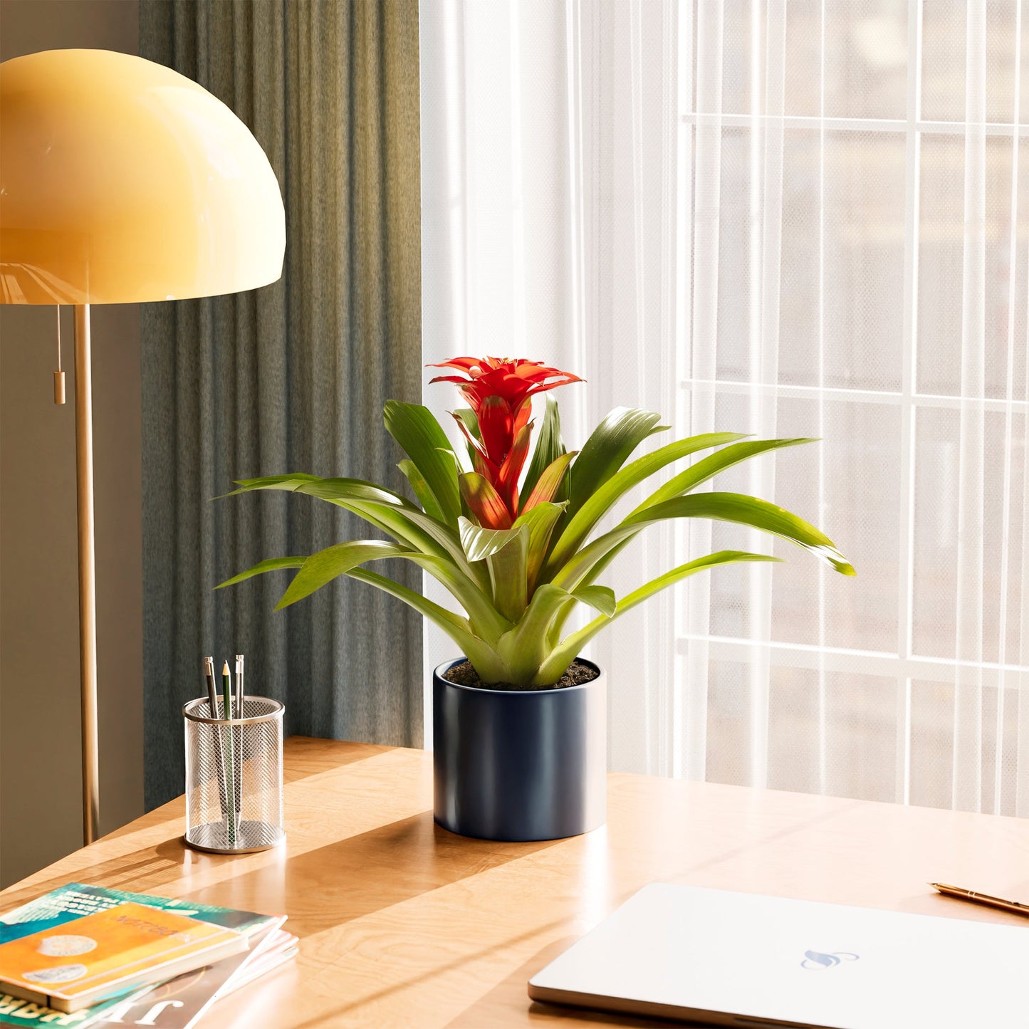 Bromeliad Guzmania