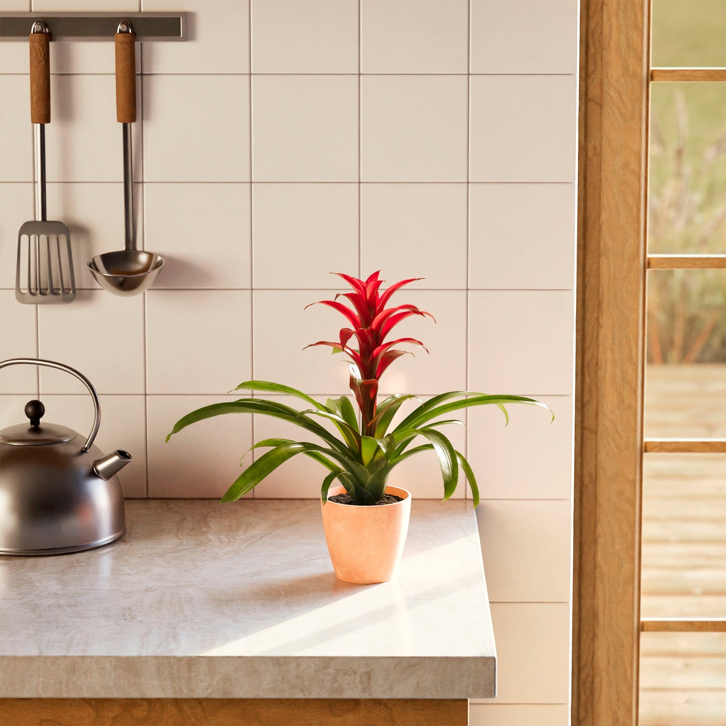 Bromeliad Guzmania