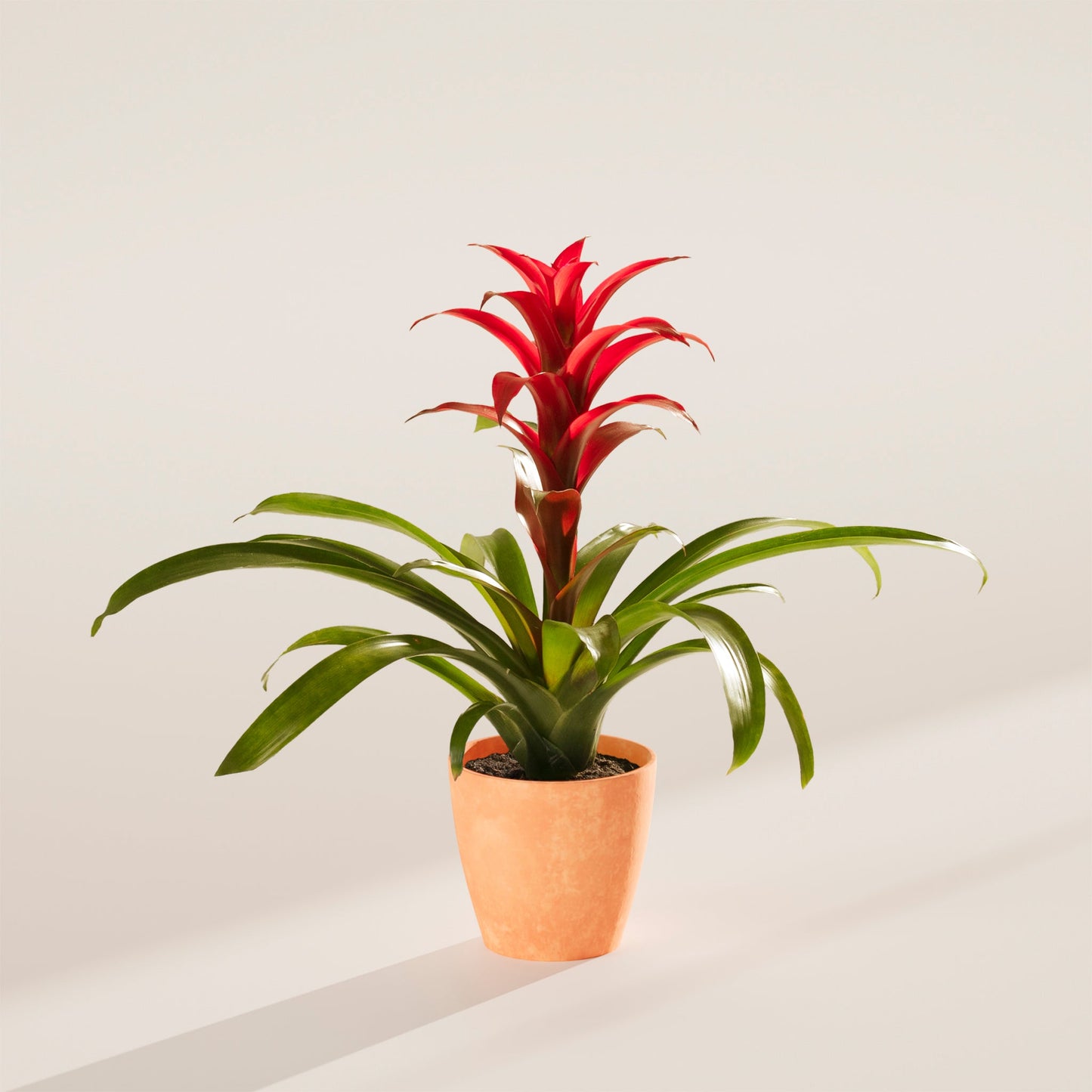 Bromeliad Guzmania