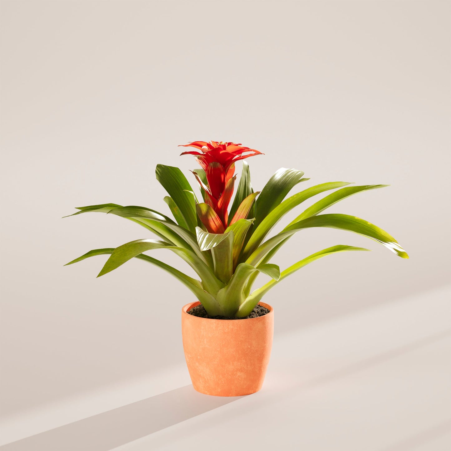 Bromeliad Guzmania
